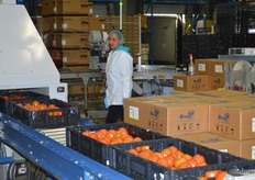Tomatoes that are ready to be packed and shipped out.