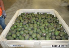 This bin weighs about 950 to 1,000 pounds and is ready to hit the sorting line.