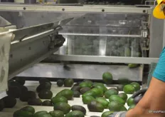 In addition to cameras, manual sorting provides an extra security check during the avocado-grading process.