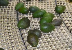 These avocados have been graded and are now on their way to the weight bridge.