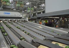 Avocados lining up to be weighed.
