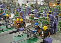 Different grades of avocados coming off the belt.