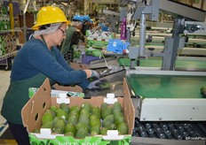 2-layer box of conventional avocados.