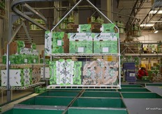 Folded avocado boxes. Three different boxes are used to differentiate West Pak’s grade one avocados from grade two and organic. Grade one comes in a green box whereas grade-two avocados come in a brown box named “Dos Amigos” and organic avocados are packed in a two- layer brown box with the lettering “Organic”.