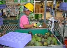 This lady packs avocados out of a bin. The packing pace is incredibly high. Who can pack a box in 20 seconds?