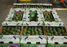 Hass avocados; packed and ready to be shipped to the customer.