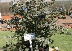 OZ Julieta, a highly successful variety.