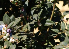 OZ Julieta, a highly successful variety for which traders in certain overseas markets have started asking for by name.