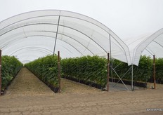 Raspberries grown in containers on a Driscoll's test farm in Watsonville, CA.