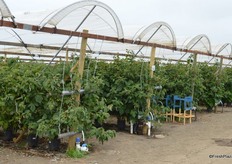 Container-grown raspberries ready to be harvested in a few weeks.