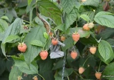 Sunshine raspberry variety has a much lighter color than 'traditional' varieties.