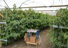 These raspberry plants are being harvested at the time of the visit. The same plants are picked every other day.