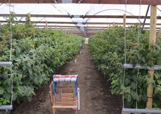 In the back of the picture, laborers are picking raspberries. All fruit is harvested by hand.