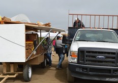 Raspberry packing station in the field. Freshly harvested raspberries are put in clamshells, weighed on a scale and transported to the coolers.