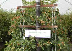 Part of the demo farm is dedicated to blackberries.