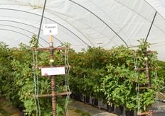 In March, these raspberries were taken out of the cooler and put outdoors.