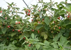 These raspberries are from a different block and will soon be harvested.