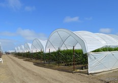 Containers with berries under tunnels.