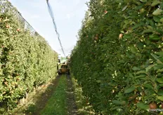 The trees are planted in a straight line, which facilitates the picking