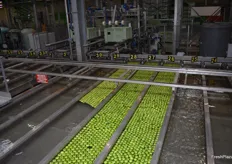 The brand new sorting line of Les Vergers d’Anjou uses as little water as possible