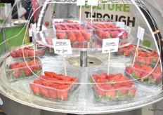Lovely strawberry varieties from Plant Science - Fragaria.