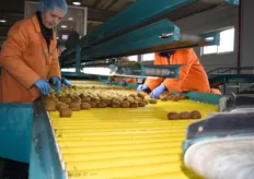 This is where the first sorting and selection processes take place. Kiwis with obvious defects are removed from the line.