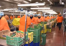 An overview shot of the workers sorting and packing the kiwis.