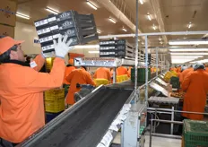 New cartons are put into the line, quickly being spread between the workers, so they can start filling them with kiwis.