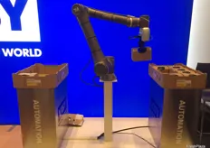 The robot is part of Visy's Omron Collaborative Series, and this particular application is demonstrating taking cardboard banana punnets and placing them into a tray.