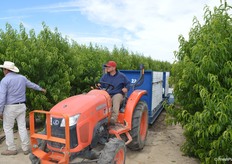 Just picked and ready to hit cold storage. 