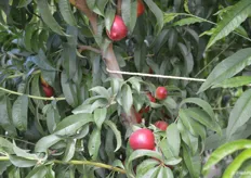 White-flesh Mica nectarines are the first stop during the orchard tour.