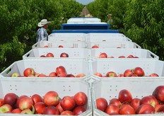 The workers are finishing up picking for the day.