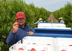 Proudly showing Mica nectarines that were just harvested.