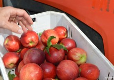 The fruit with the sugar spots tends to have the best flavor, according to John Tiesen with Giumarra.