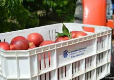 Crate with freshly picked Mica nectarines from Giumarra's DulceVida program.