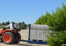 Nectarines leaving the field.
