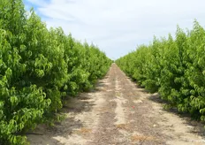 Overview of nectarine trees that grow the Mica variety. These trees are three years old.