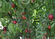 White-flesh nectarine variety 95091 that is not quite ready to be harvested.