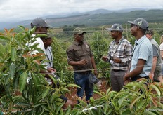 Discussion in a trellised avocado orchard.