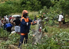 A Husqvarna tree cutter, slicing through the stems like butter.