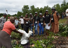 After grafting, the stump is painted to protect against sunburn. Watching how Grace Malatji is applying the paint, are Yvonne Baloyi, Terrence Mahlakoane, Tharollo Boka, Faith Mamburu, Mahlori Khosa and Sable Kgoedi, all from the Limpopo Department of Agriculture and Rural Development.