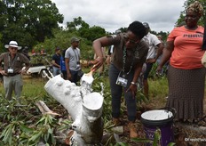 Rachel Mojapelo of the Limpopo Department of Agriculture and Rural Development tries her hand at painting a newly grafted tree stump, as Grace Malatji of Allesbeste looks on.