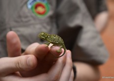 A juvenile chameleon found during the orchard visit - the newly launched Maluma brand Viavi means chameleon in the Tshivenda language.
