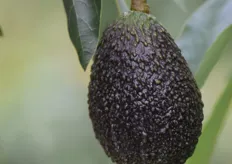 The knobbly, dark skin of a ripe Maluma. Dr André Ernst explained that when there are fruit starting to colour up in the orchard, they can be select-picked for local ripening programmes (export fruit are always sent green).
