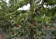 Cherries protected in the tree