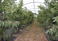The cherries are ll grown in polytunnels