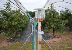 A 'high tech' solution to catching wasps designed by a Bulgarian agronomist