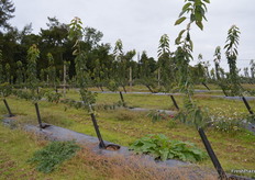 These are new trees on a temporary structure, they will be trained to grow at a 45 degree angle.