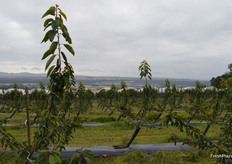 The cherry orchard sits on the highest ground to get the latest fruit.