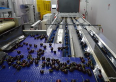 The pack house in Blairgowrie